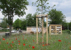 Blühende Wiese im Vordergrund, Straße, Bäume und Haus für Bienen im Hintergrund