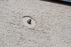 Vogel am Haus in einer Nisthilfe
