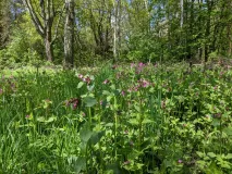 Blühende Wiese, im Hintergrund Bäume