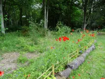 Blühende Wiese und Bäume