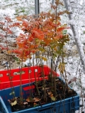 Baum-Setzlinge beim Transport in einer Kiste