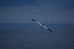 Basstölpel im Flug vor einem Offshore Windpark nördlich von Helgoland