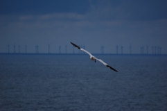 Basstölpel im Flug vor einem Offshore Windpark nördlich von Helgoland