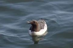 Schwimmende Trottellumme bei Helgoland
