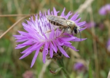 Biene auf Blume 