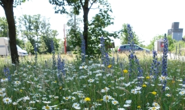 Blumenwiese im Vordergrund, Autos im Hintergrund