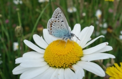 Schmetterling auf Blume