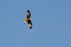 die Abbildung zeigt einen adulten nach unten schauenden Rotmilan im Flug an der Müritz in Mecklenburg-Vorpommern