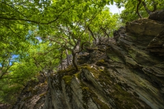 Die Abbildung zeigt Traubeneichen in Naturwaldentwicklungsfläche Weißenthurm (Landeswald Hessen) im Wispertaunus