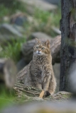 Die Abbildung zeigt eine Großaufnahme einer Wildkatze im Wildpark Alte Fasanerie in Hanau