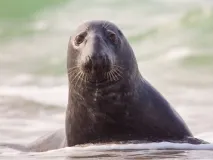 Kegelrobbe aus dem Wasser schauend