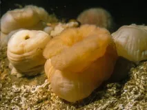 Festsitzende Seenelken auf Steinblock