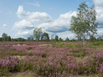 Landschaft der Heideblüte in der Oranienbaumer Heide, das zum Projekt des Jahres 2023 ausgezeichnet wurde