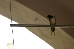 Eine sitzende Rauchschwalbe auf einer hängenden Stange in einem Arkadenbogen der Stadt Wasserburg am Inn