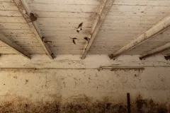 Die Abbildung zeigt Rauchschwalben im Stall, ein Nest hängt an der Decke und Schwalben fliegen umher