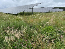 Im Hintergrund Solarmodule und im Vordergrund eine blühende Wiese
