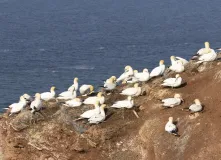 Mehrere Basstölpel sitzen auf Nestern mit Plastikschnüren auf einer Klippe im Meer