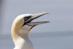 Kopf eines adulten Basstölpels vor blauem Himmel
