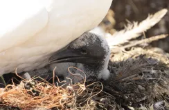 Einige Tage altes Jungtier des Basstölpels im Nest - verschmutzt mit Plastikmüll