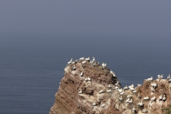 Mehrere Basstölpel sitzen auf einer Klippe im Meer.