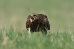 Schreitender Schreiadler auf Grünland