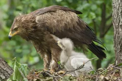 Alt- und Jungvogel am Horst