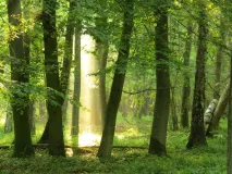 Buchenwald im Woldeforst