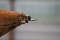 Fütterungspuppe zur Aufzucht junger Schreiadler