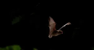 Ein Kleinabendsegler (Nyctalus leisleri) im Flug, aufgenommen von vorne rechts. Die Flügel befinden sich über der Horizontalen und bilden annähernd ein „V“, wodurch im Gegenlicht die Fingerknochen des rechten Flügels, welche die Flughaut aufspannen, gut zu erkennen sind. Der Mund ist weit geöffnet, was auf die aktive Echoortung hinweist.