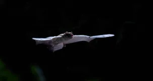 Ein von vorne rechts aufgenommener, fliegender Kleinabendsegler (Nyctalus leisleri), dessen Flügel sich in der Waagerechten befinden. Zusätzlich zum Auftrieb durch die Flügel steuert auch die zwischen den Beinen aufgespannte Schwanzflughaut (Uropagium), die im Bild sichtbar ist, zum Auftrieb der Fledermaus mit bei. Viele Insekten fressende Fledermausarten nutzen die Schwanzflughaut auch, um damit Insekten zu erbeuten.