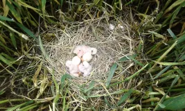 Draufsicht auf ein Bodennest der Wiesenweihe in einem Getreidefeld, mit drei geschlüpften Jungvögeln und zwei noch heilen Eiern.