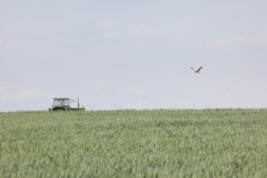 Männliche Wiesenweihe im Gleitflug über ein Getreidefeld. Im Hintergrund wird das Feld mittels Traktor befahren.