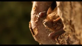 Nahaufnahmen des Kopfes eines Kleinabendseglers, der aus einer Baumhöhle hinausguckt, aufgenommen von vorne links. Gut zu erkennen ist der für Abendsegler charakteristische kurze, pilzförmige Tragus. Ebenfalls noch im Fokus zu sehen ist das linke Handgelenk mit der Daumenkralle, wohingegen der vordere Bereich des Baumstamms sowie der Hintergrund unscharf sind.