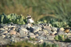 Ein adulter Sandregenpfeifer steht an einem erhöhten Punkt am Kiesstrand. Wachsam behält er seine Umgebung im Blick.