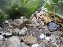 Nest eines Sandregenpfeifers im Kies unter Meerkohl: zwei Küken sind bereits geschlüpft, zwei weitere Eier befinden sich noch in der Nestmulde. 