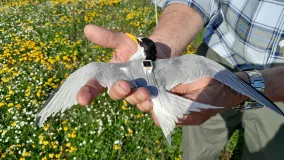 Eine Zwergseeschwalbe wird in der Hand gehalten. Sie trägt einen kleinen GPS-Datenlogger auf dem Rücken.