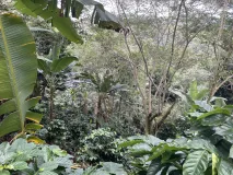 Kaffeebäume inmitten eines Waldstückes am Hang