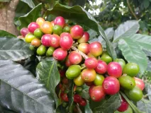 Kaffeepflanze mit grünen und roten Kaffeekirschen