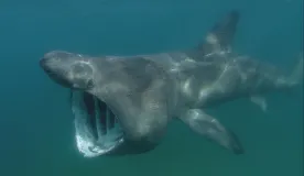 Grey basking shark with wide open mouth