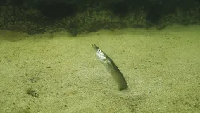 Sand eel half drilled into the sandy bottom