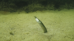 Zur Hälfte im Sandboden eingebohrter Sandaal
