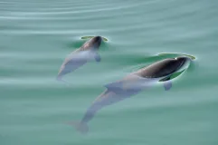 Harbour porpoise mother with calf