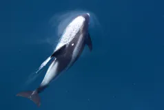 Swimming black and white white-beaked dolphin