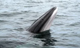 The head of a minke whale with a white underside protruding from the water