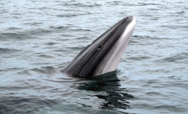 Aus dem Wasser ragender Kopf eines Zwergwals mit weißer Unterseite