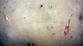 Repräsentatives Foto eines schlickigen Meeresbodens, der ein besonders hohes Blue Carbon Potenzial hat. Er ist Lebensraum für Fische, Krebse und andere Organismen, von denen hier nur ihre Grablöcher zu sehen sind.