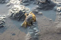 Schlickiger Meeresboden mit einem Krebs, der eine Muschel frisst, sowie Kothaufen von Würmern.