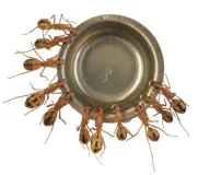 Das Foto zeigt Arbeiterinnen der Ameisenart Camponotus maculatus, die Honigwasser aufnehmen, das mit der Testsubstanz versetzt wurde