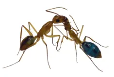 Das Foto zeigt zwei Arbeiterinnen, die Futter austauschen; der Prozess ist typisch für Ameisen.