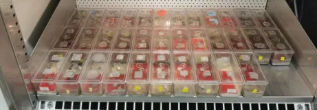 Das Foto zeigt einen Klimaschrank (Kühlschrankgröße) in dem zahlreiche Subkolonien für Versuche untergebracht sind. Auf einem einzigen Regalboden können mehr als 20 solcher Kolonien untergebracht werden.